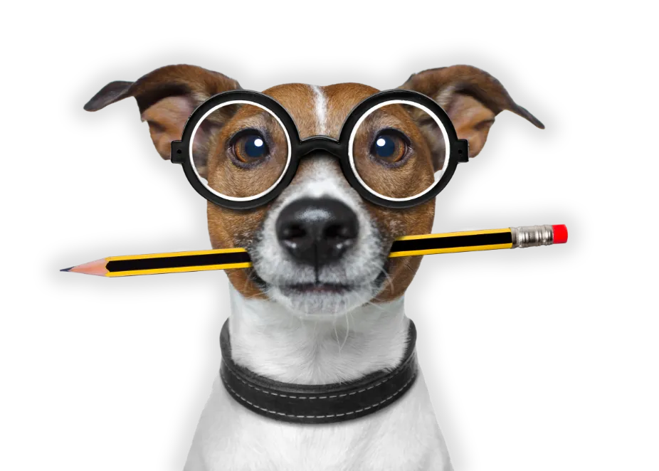 Jack Russell Terrier avec une paire de lunettes