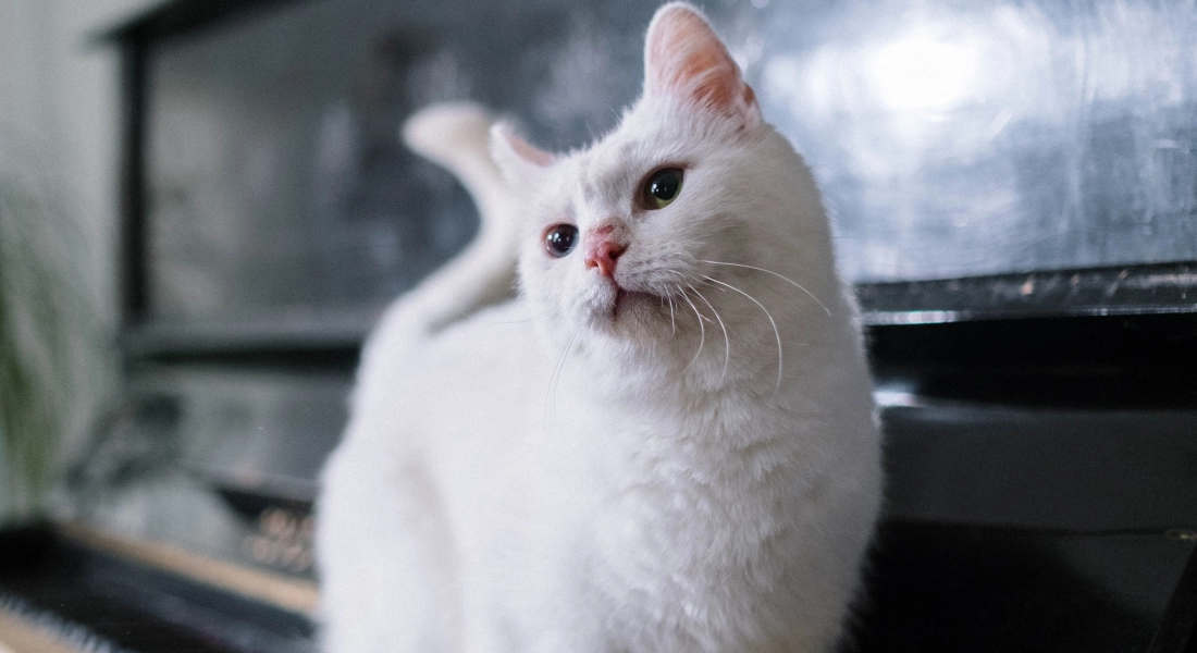 Chat blanc sur un piano