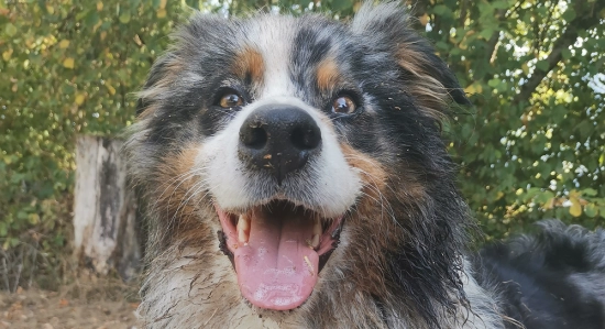 Chien berger australien heureux en extérieur
