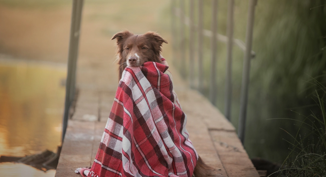 Chien avec une couverture à carreaux entre les dents