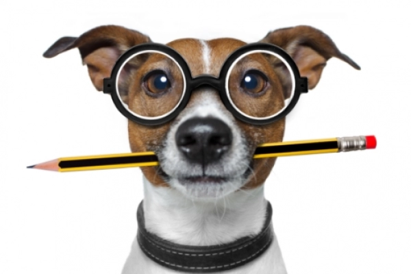 Souscrire à un contrat pour mon animal de compagnie