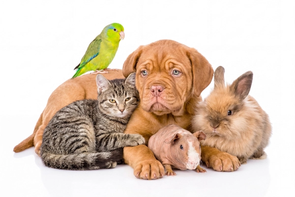 Prévoyance animale pour chiens, chats et NAC