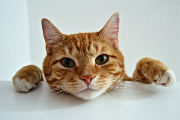 Souscrire à un contrat d'assurance pour mon chat