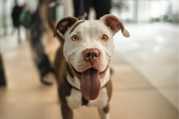 Prévoyance animale pour chiens et chats