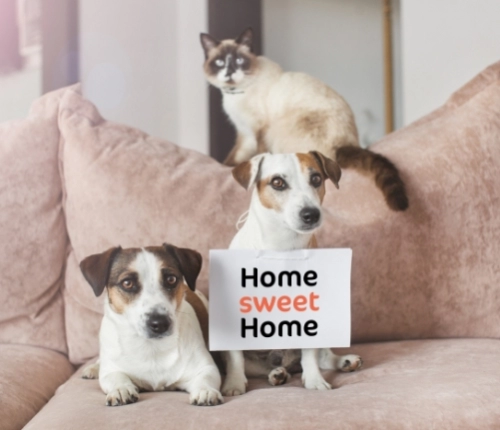 Deux chiens et un chat sur un canapé rose