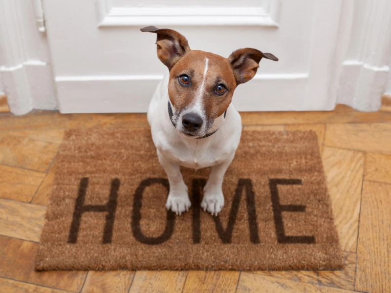 Chien sur un tapis d'entrée
